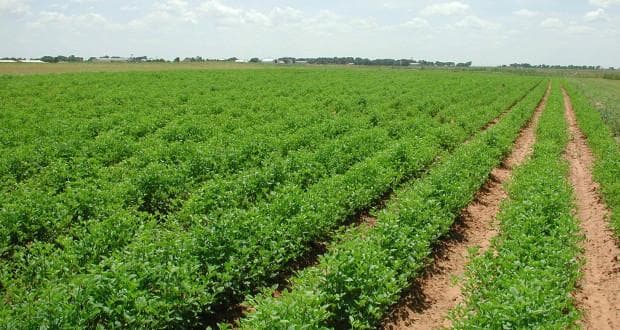 Irrigation minister: Egypt pursuing an integrated approach to maximize efficient use of available water resources