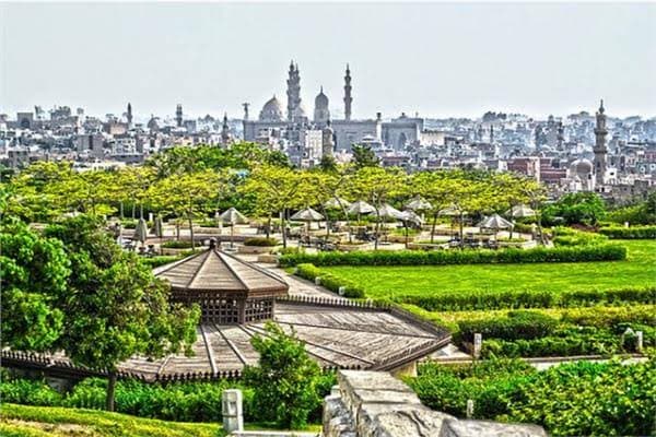 Amr Adib calls for urgent decision to regulate tree cutting in Egypt