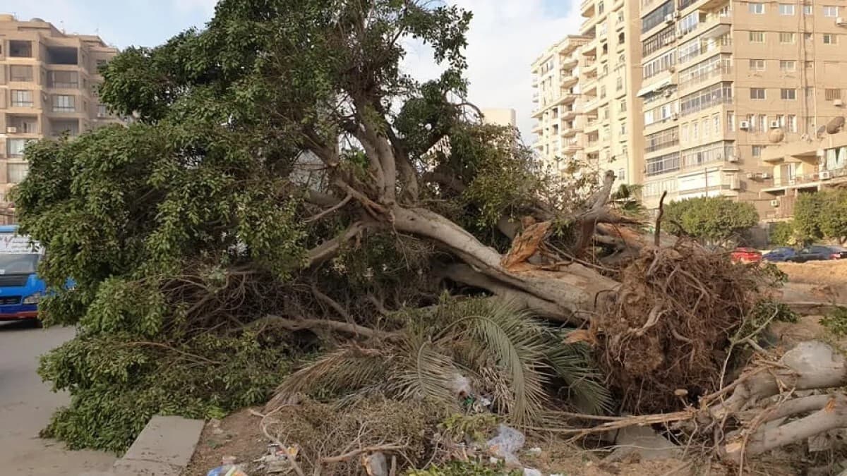 Sharqiya Governorate imposes total ban on tree cutting to save greenery