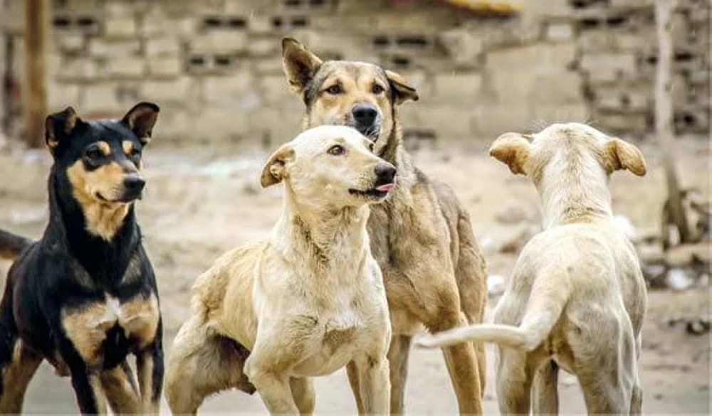 Agriculture Ministry official denies claims of 50 million dogs in Egypt