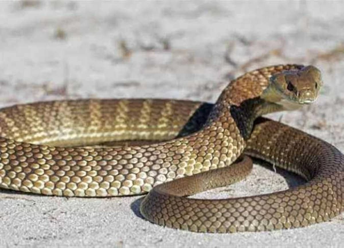 Are snake bites on the rise in Egypt? An expert explains