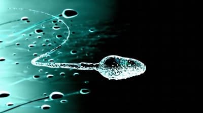 Does premature ejaculation affect male fertility? - Expert explains