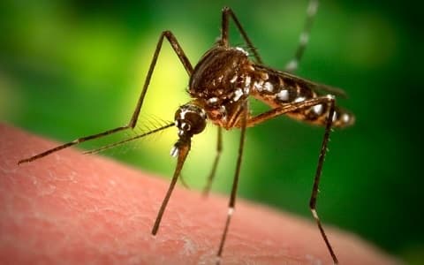 AMMREN calls for action in fight against mosquito-borne diseases