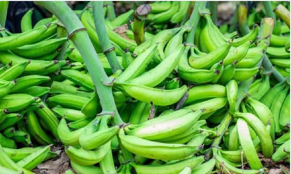 Man, 35, jailed for stealing plantain