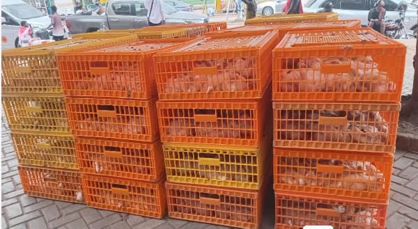 Sekondi MP distributes 9,000 birds to poultry farmers, residents