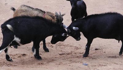 54-yr-old steals 5 goats; ‘I’m not guilty,’ he tells court