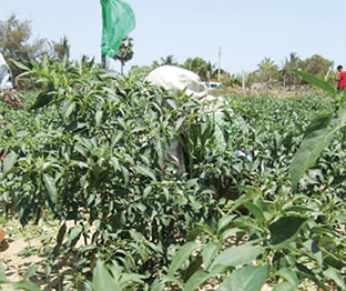 Agro exports crash 31% as port delays, pesticides trigger global rejections