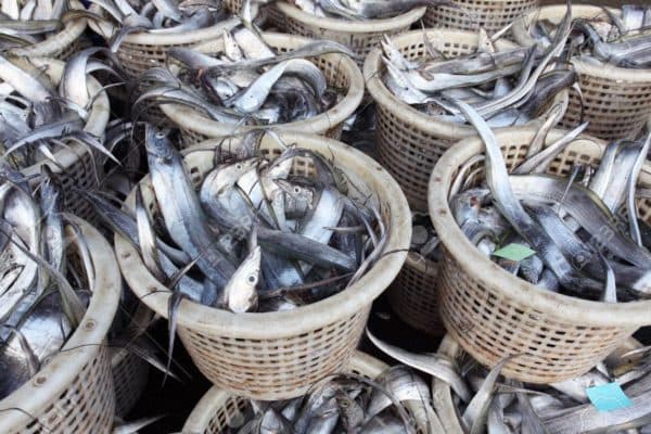 Unhealthy profit: Fresh fish vendors now using dye to fake freshness 