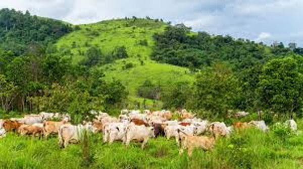 Abeokuta North enacts anti-open grazing law, commissions projects