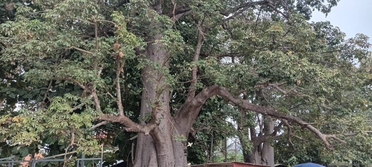 HTU, CSIR and partners launch mapping of baobab population in Ghana