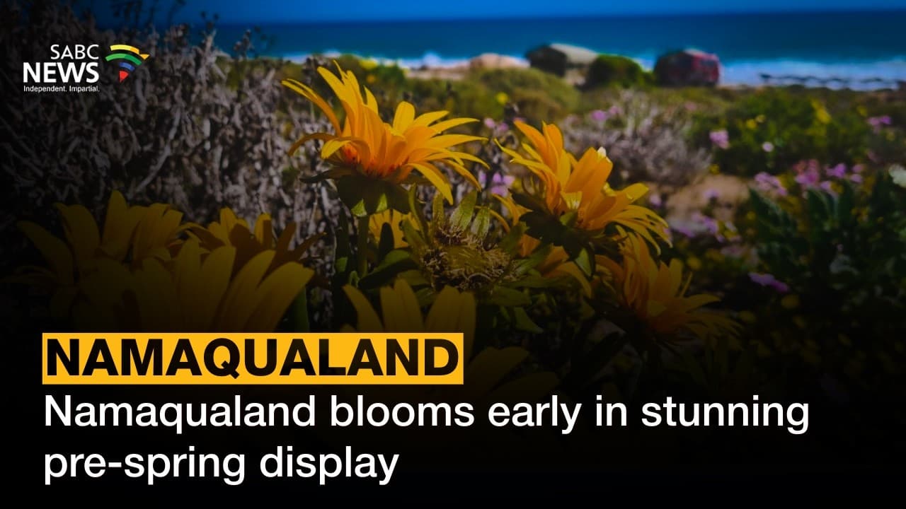 Namaqualand given pre-spring burst of colour