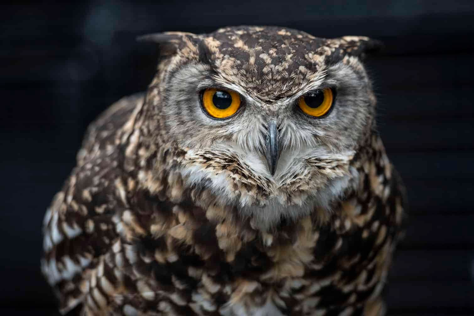 Four baby owls euthanised: Rescue centre demands answers from Randfontein SPCA
