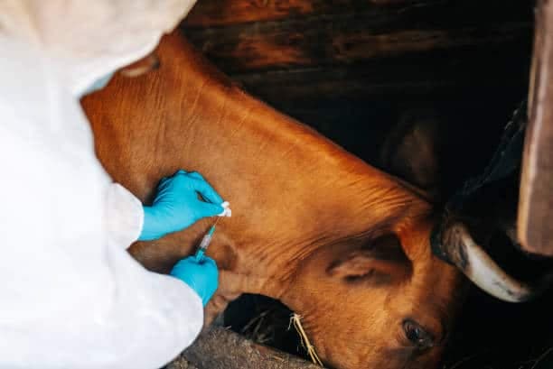 Good news in North West’s Foot and Mouth Disease fight