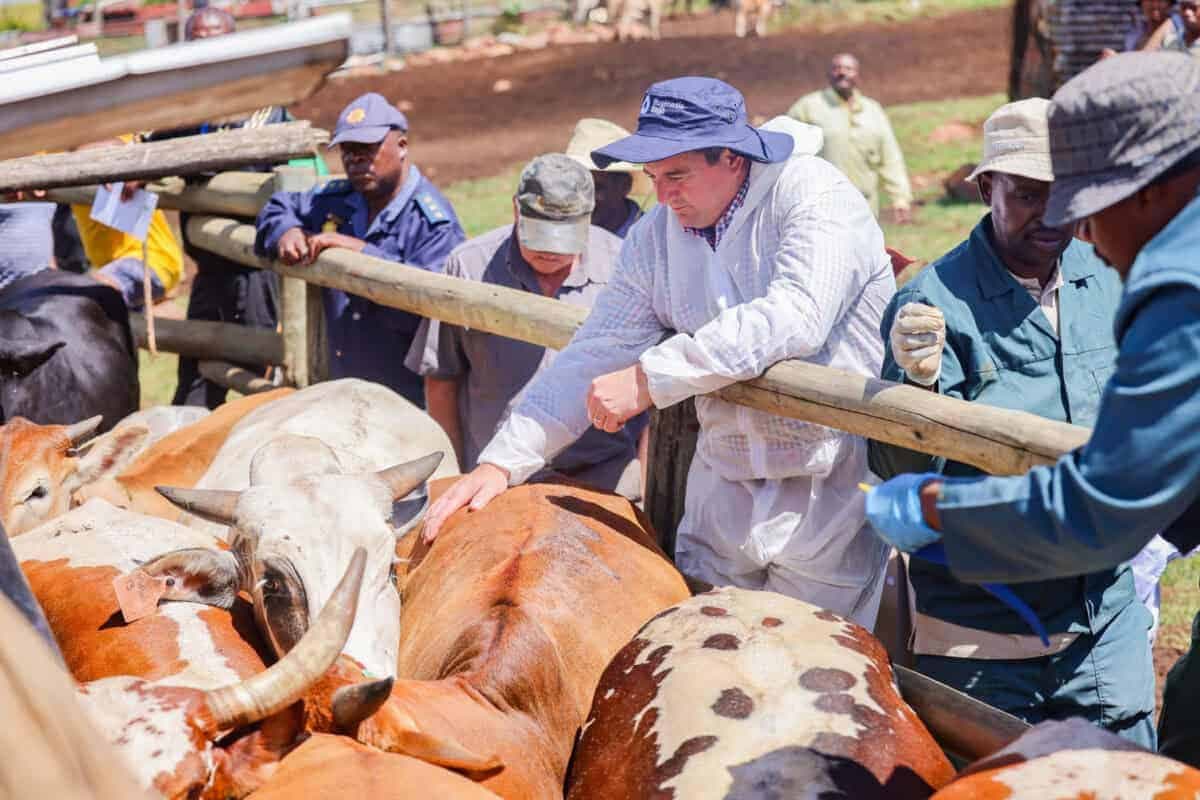 Private sector cleared to import and distribute FMD vaccines