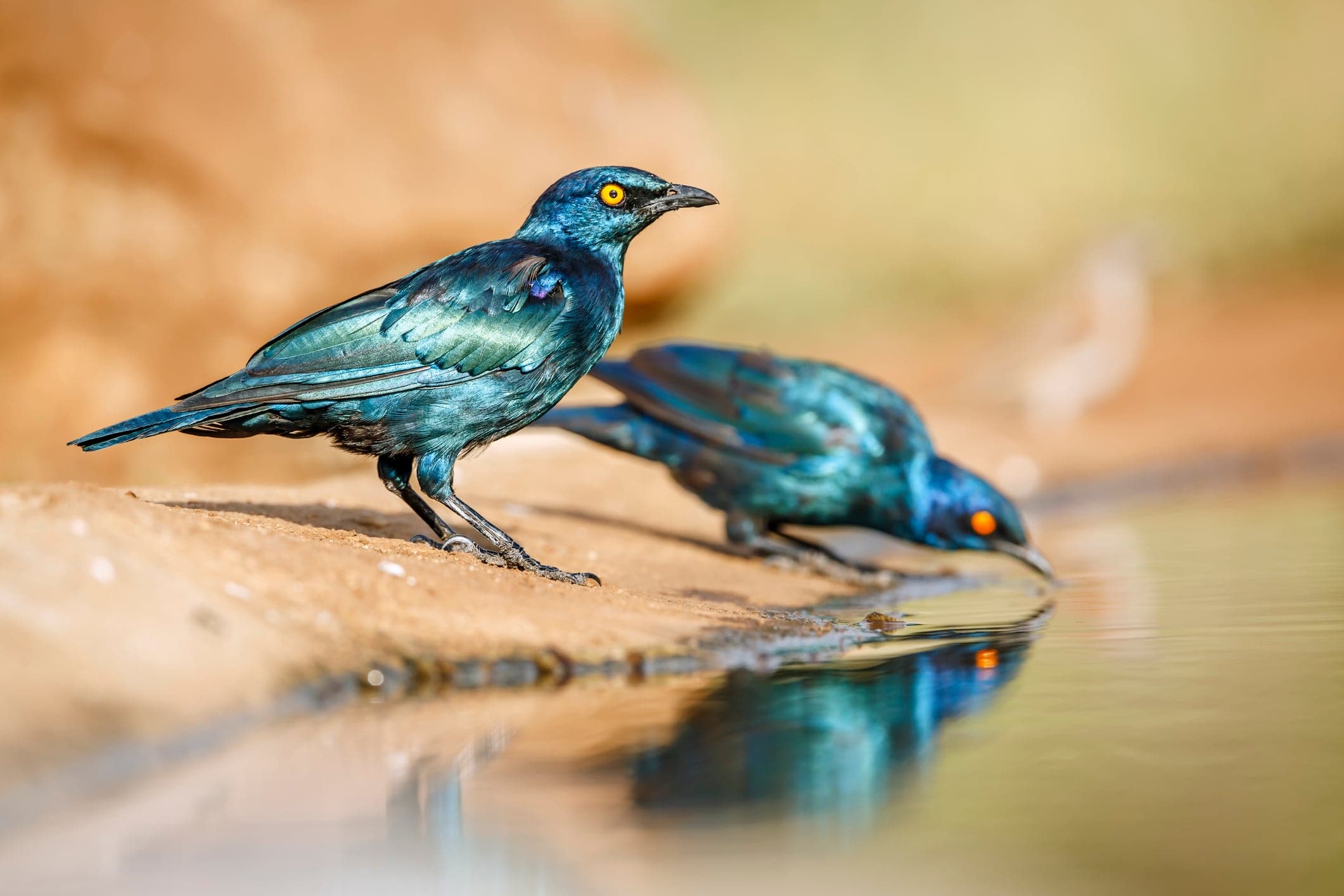 Kruger National Park named among world’s top 10 birdwatching destinations