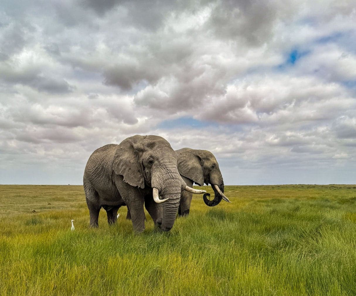 PICTURES: Incredible award-winning images captured using a cellphone