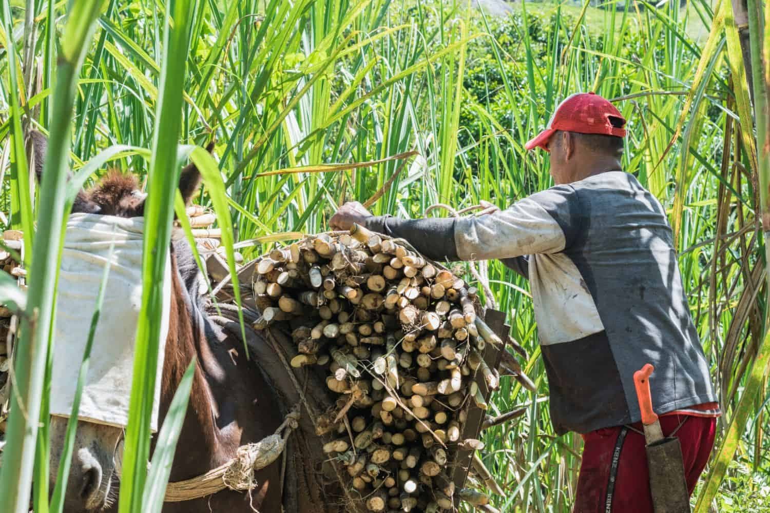 Tongaat Hulett delays some sugarcane grower payments – Here’s the new schedule