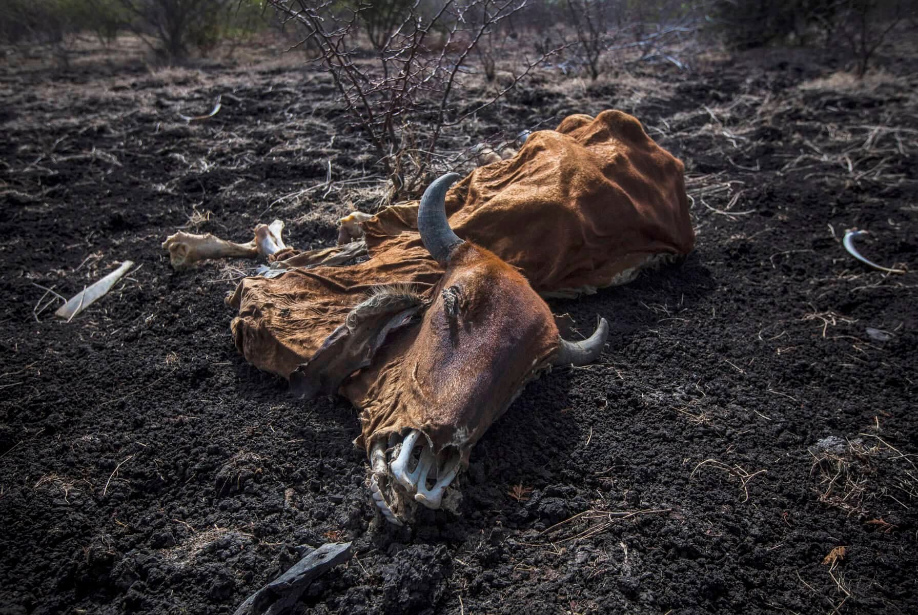 El Niño threat puts SA’s water and food security at risk