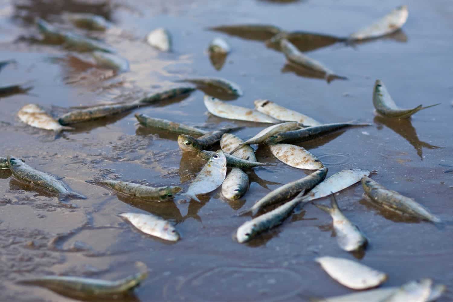 What is killing our fish?