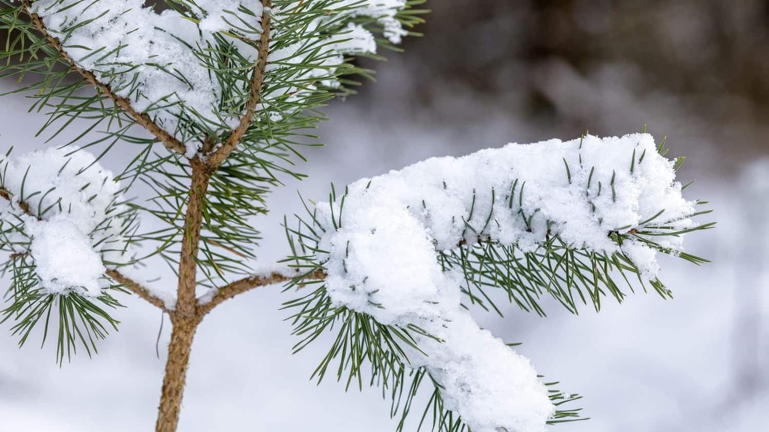 Snow to hit Joburg this long weekend? Here’s when it could fall