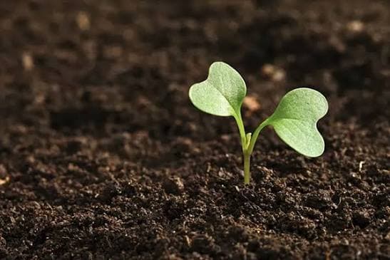 From soil to opportunity: How NWU creates impact in Makouspan