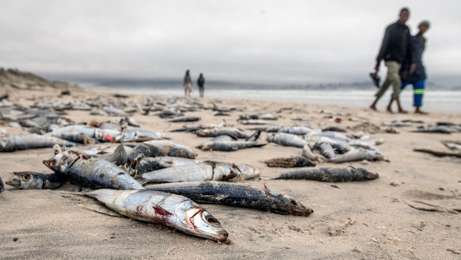 Sardine deaths ease, but are they safe to eat?