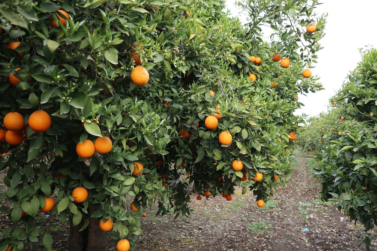 Farmers raise alarm over Tekwane citrus farm development plans