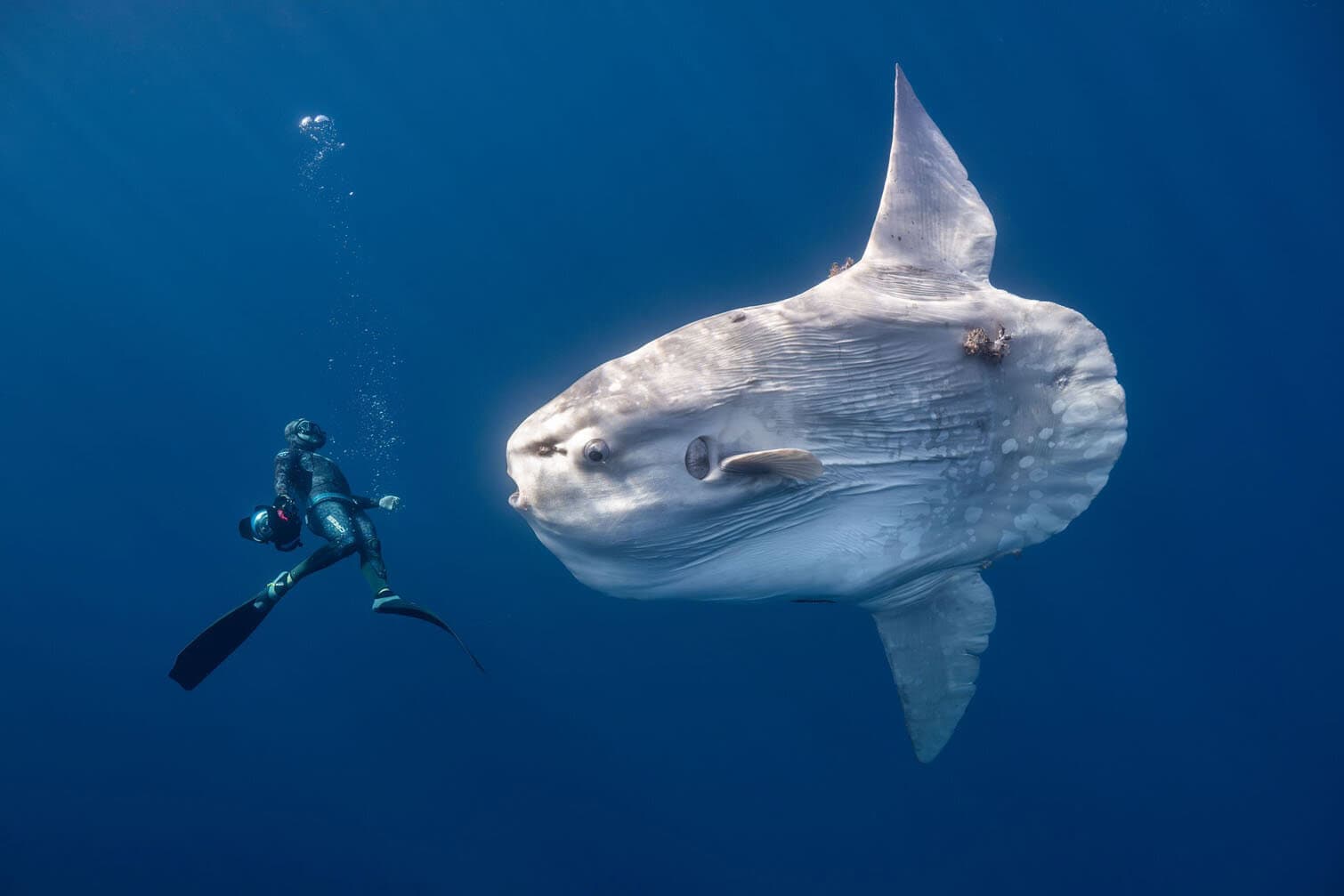 PICTURES: Extraordinary ocean images showcase nature’s beauty and fragility
