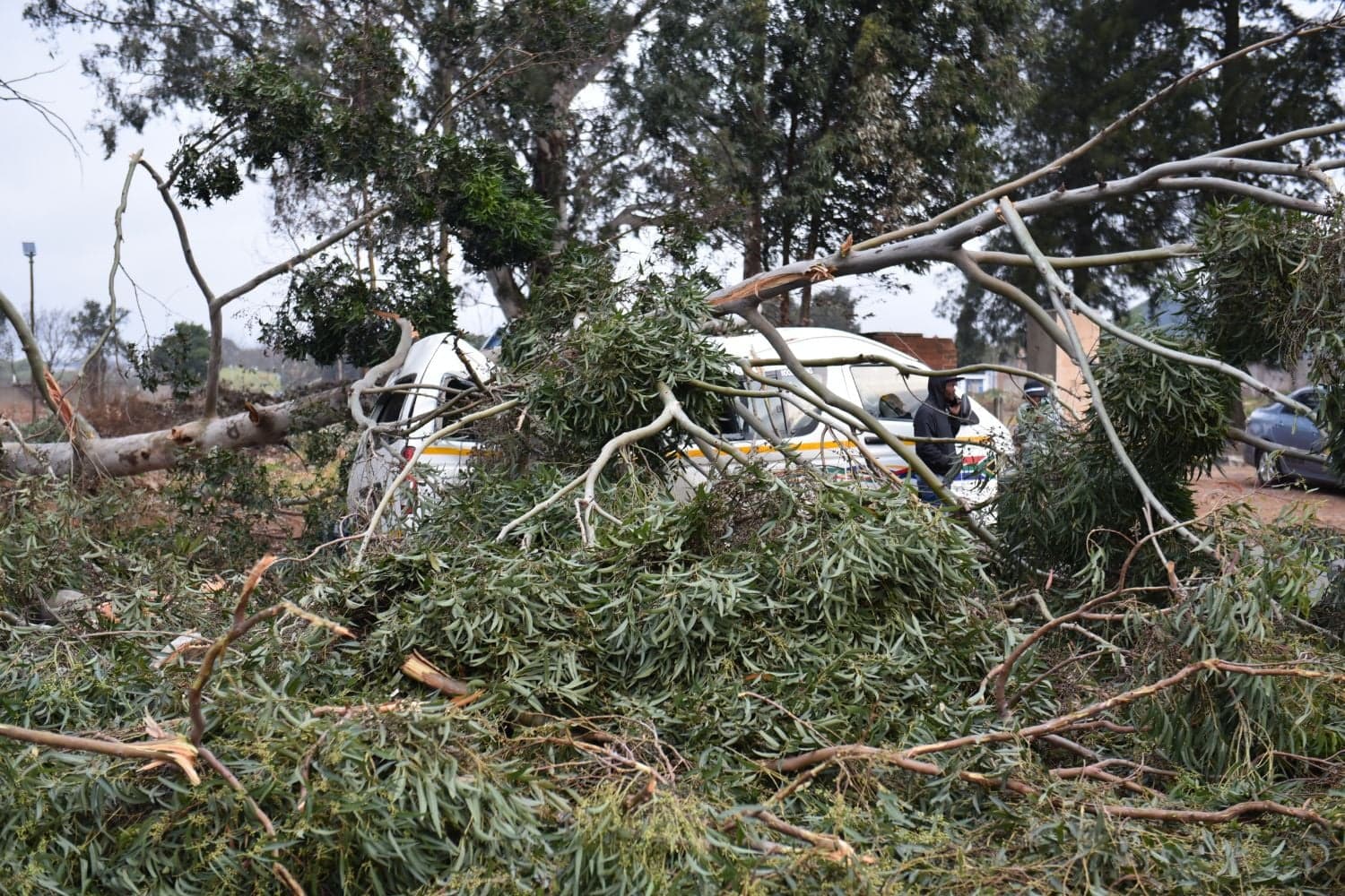 WATCH: Taxi crushed by fallen tree as severe storms put SA on high alert