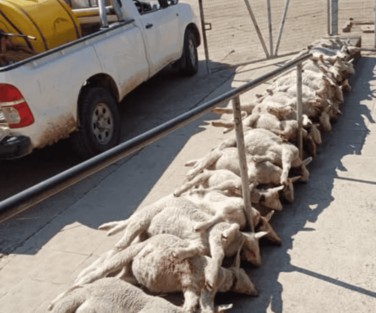 Police hunt stock thief after costly sheep slaughter in Free State