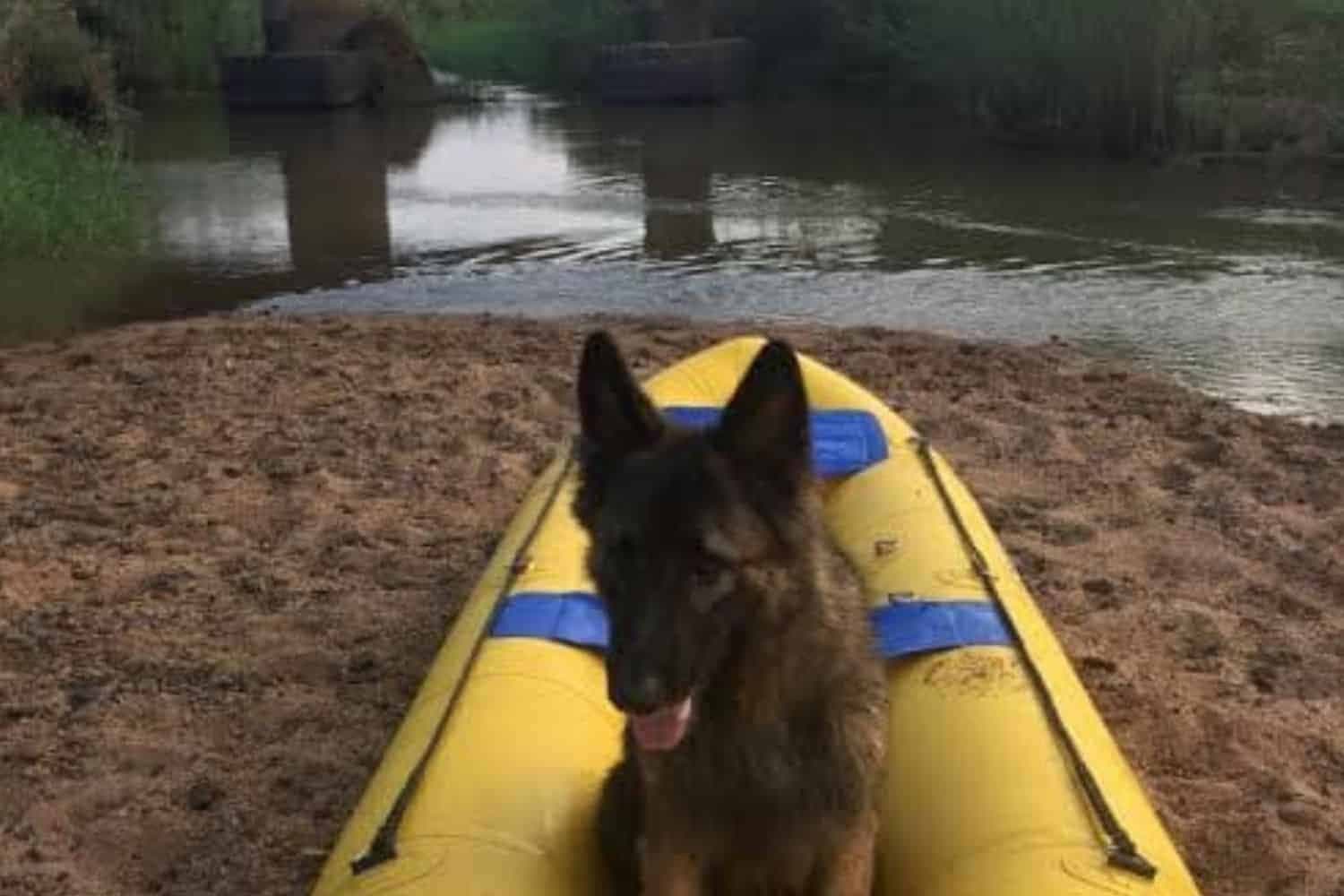 Saps launches probe after beloved K9 Sky injured at training facility