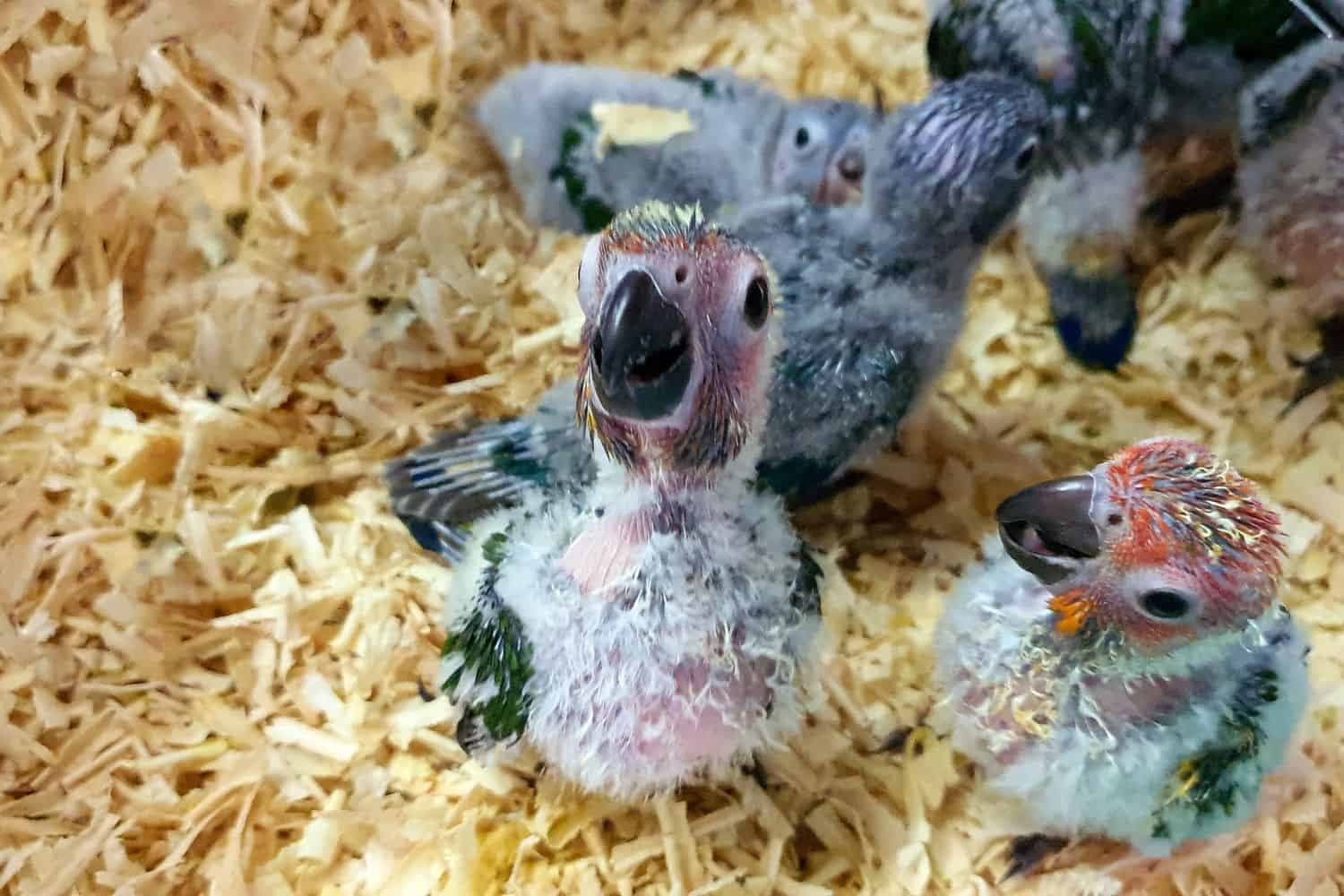 Rescued parrot chicks signal progress in fight against wildlife trafficking