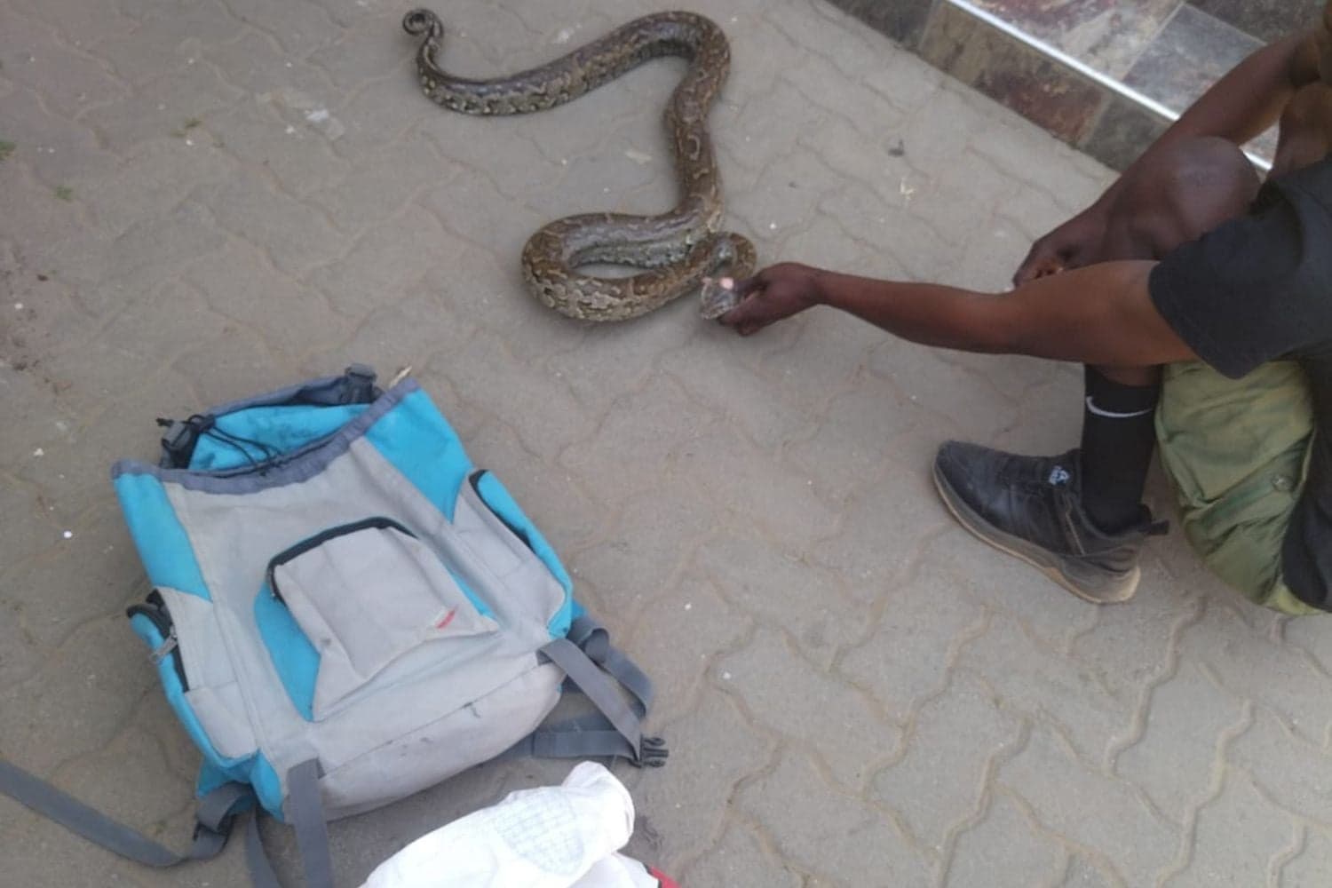 Two arrested after python found for sale on social media in North West