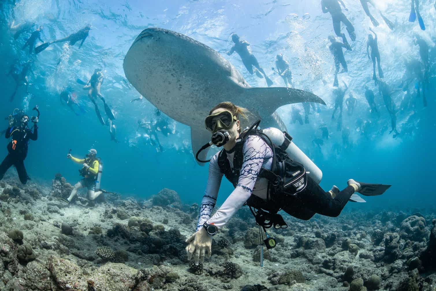 PICTURES: Stunning underwater worlds captured in Ocean Photographer of the Year awards