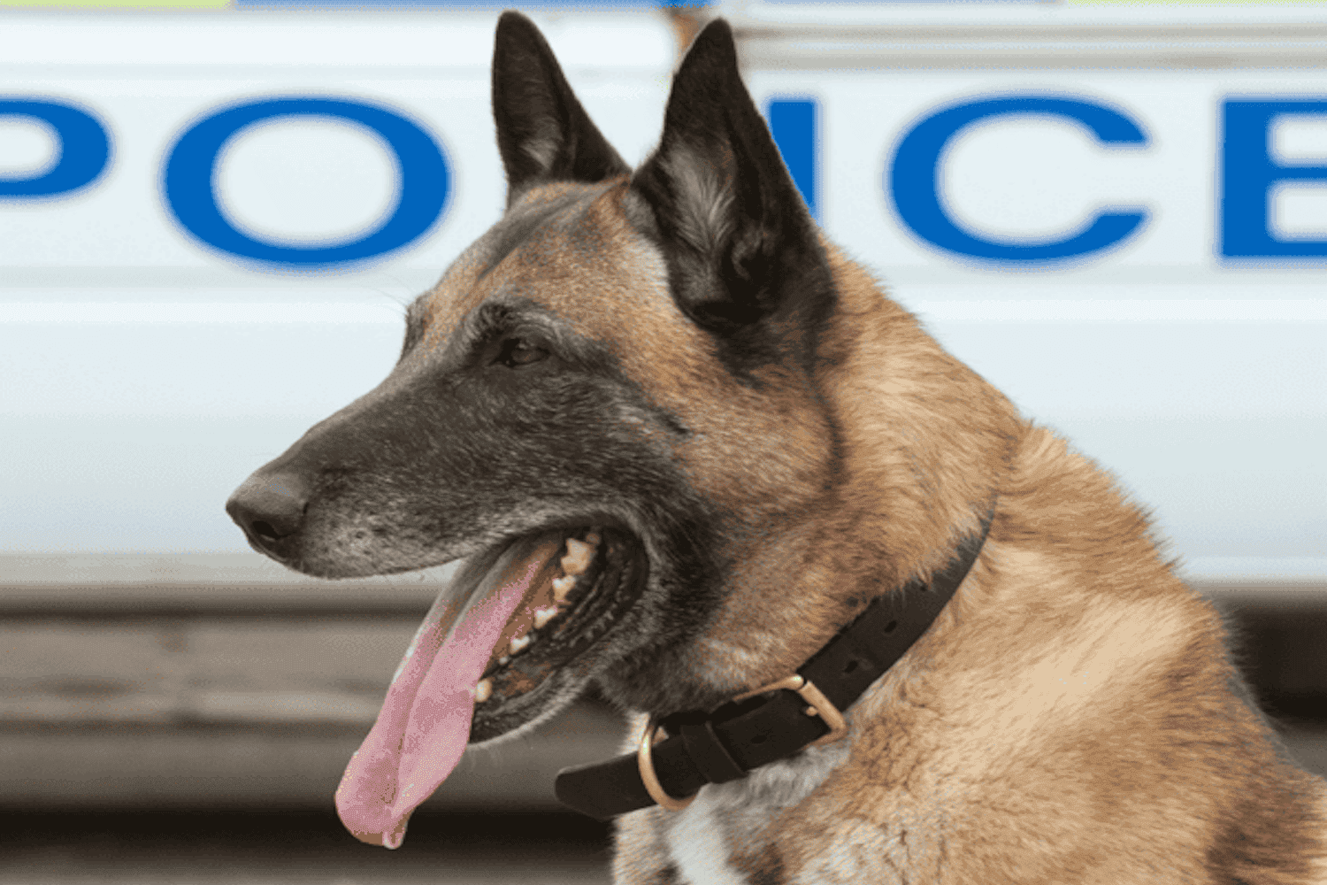 Sky’s death raises fresh questions over Roodeplaat K9 care