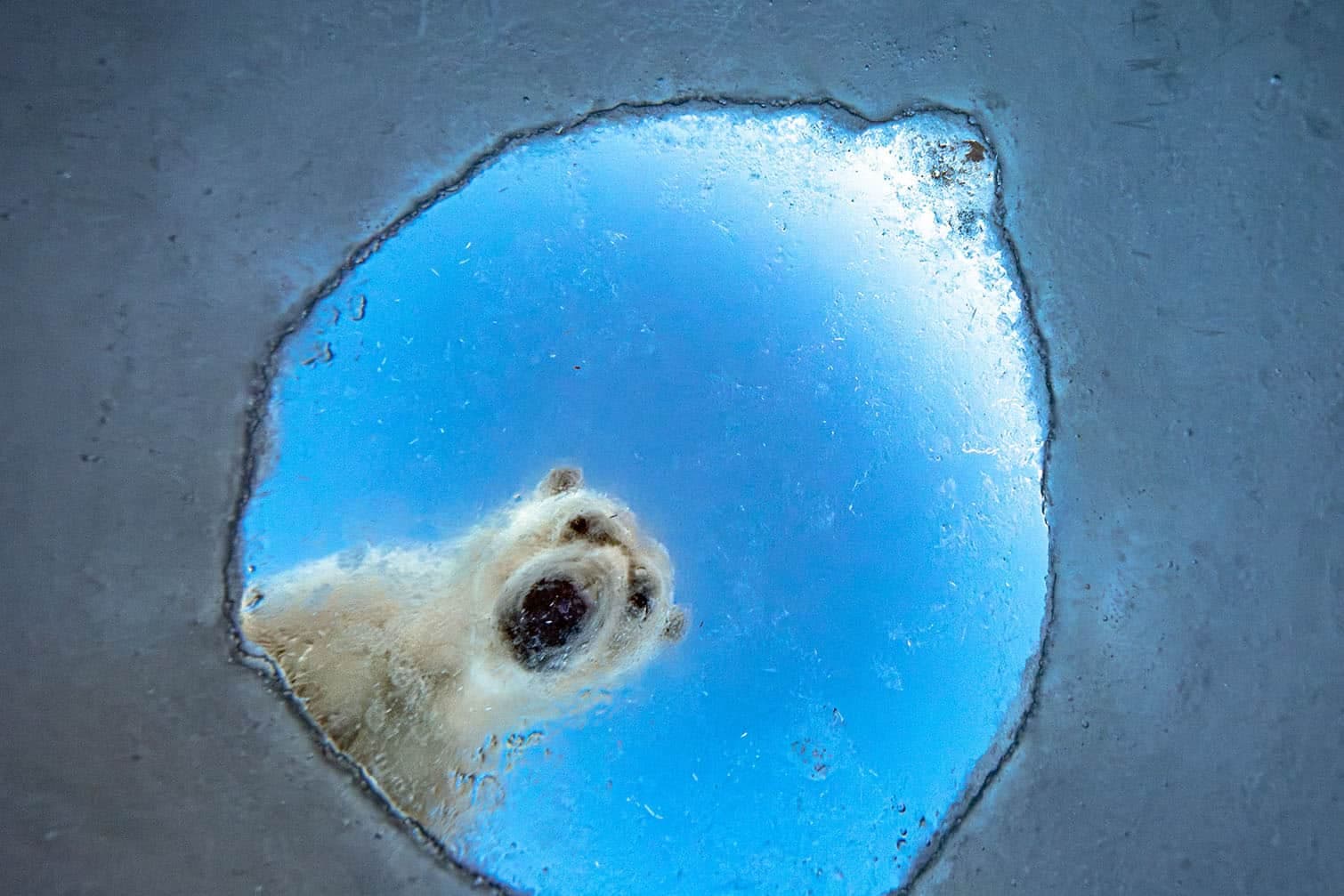 PICTURES: These incredible wildlife photos will leave you speechless