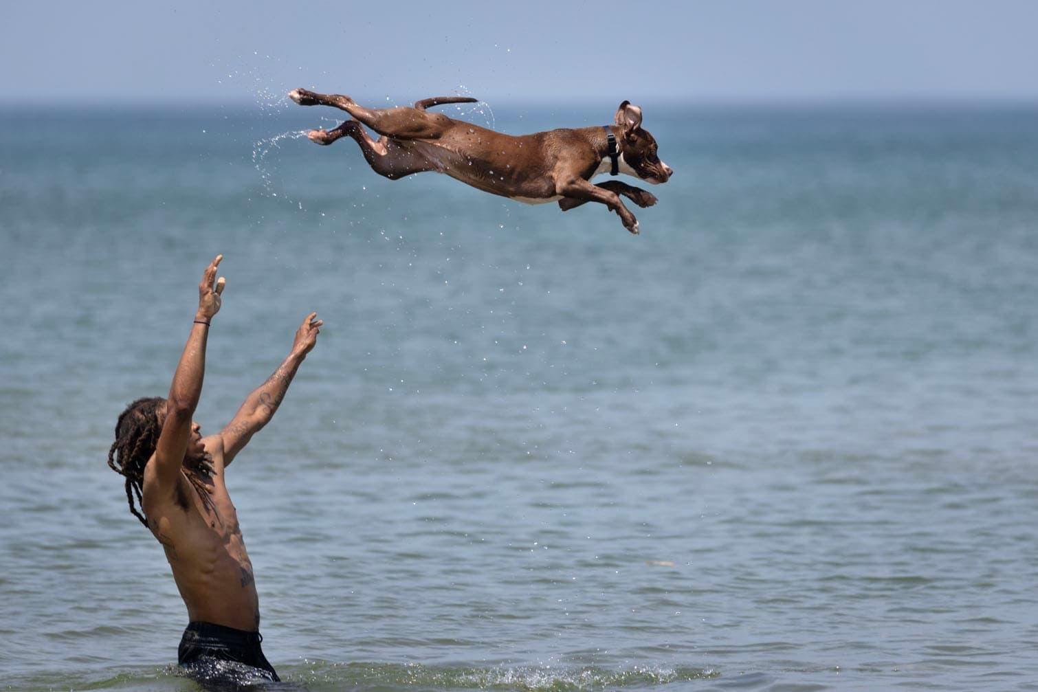 Dogs die better than human beings