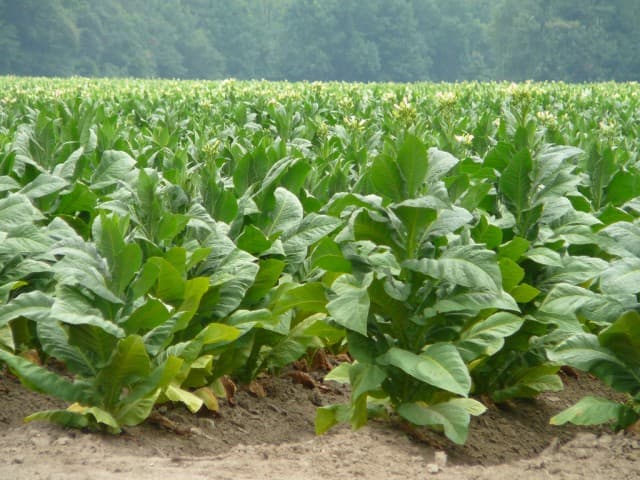 Rising tobacco farming exposes African workers to health risks – WHO