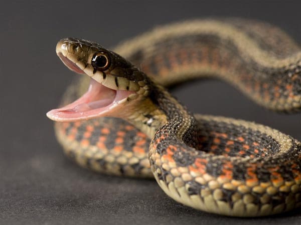 Why Nigeria should worry about decline in snake population – Biodiversity expert