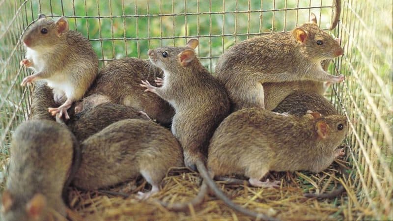 Lassa fever death toll hits 224 as fatality rate rises despite fewer new infections
