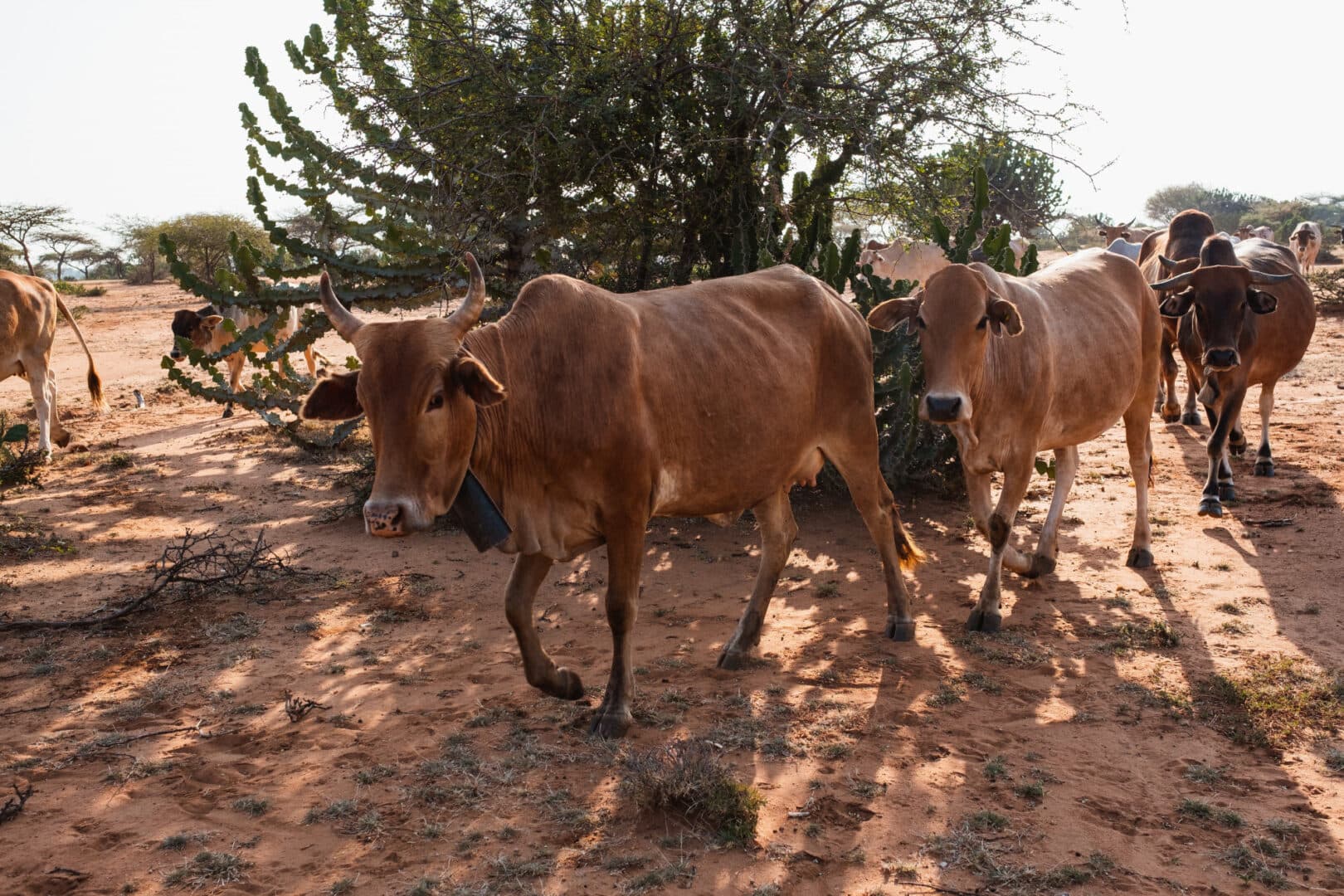 Herders, cattle killed in Plateau attacks — Community leaders