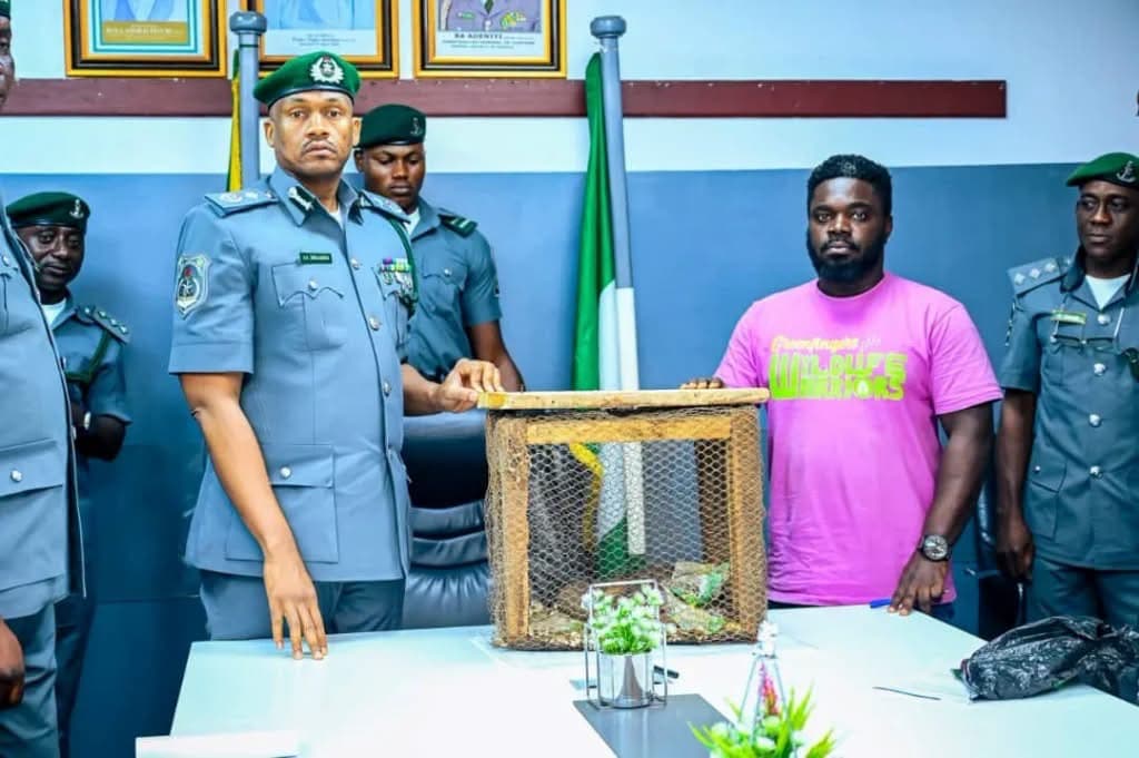 Customs seize three live pangolins in suspected wildlife-trafficking operation in Ogun