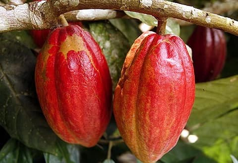 Fears for Ghana cocoa industry collapse as over 100,000 acres destroyed – Official 