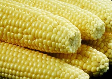 Bono Agriculture Directorate projects 1.2 million metric tonnes of maize in 2026 crop season  