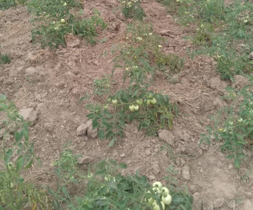 Ada tomato farmers call for probe into dying seedlings 