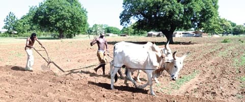 Erratic rainfall threatens farming in Upper East