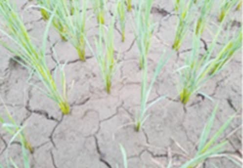 Crops under stress: Growing cost of changing climate