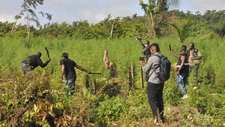 Police destroy 2 marijuana plantations in Peki-Dzake forest