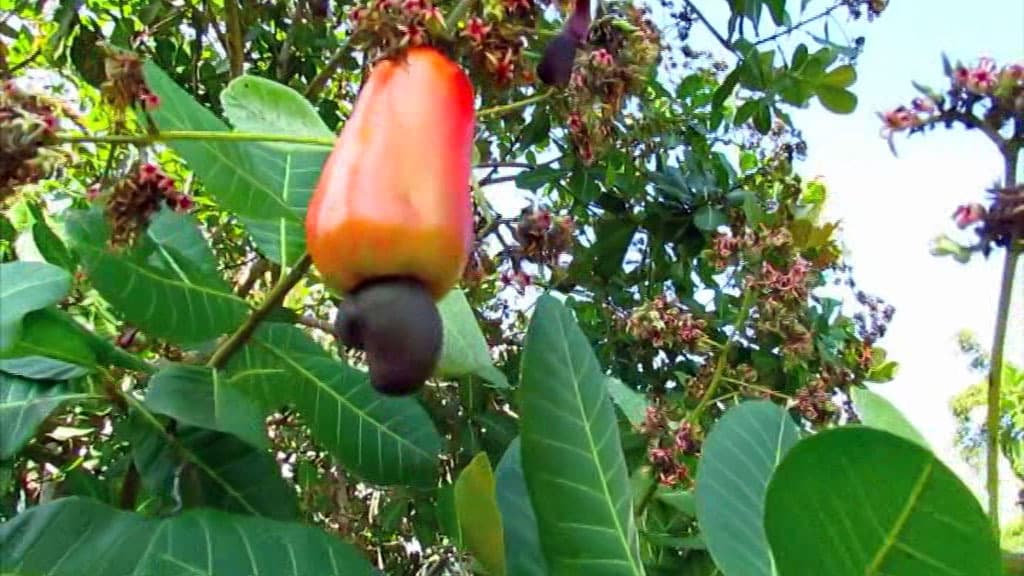 Ghana’s cashew industry faces processing gap as Côte d’Ivoire moves to capture more value