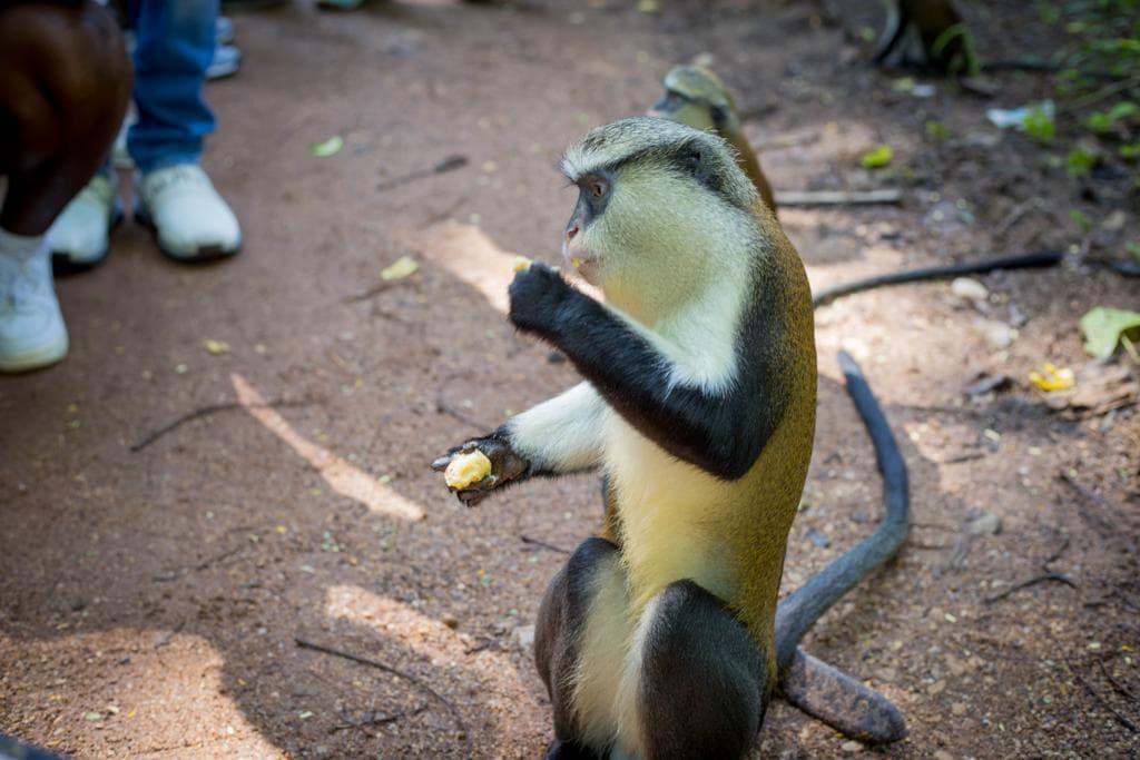 Rare monkey’s disappearance signals wider biodiversity crisis in West Africa, scientist warns